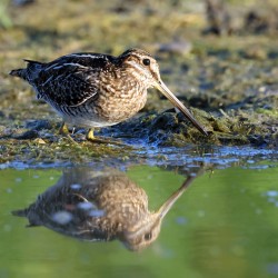 Wilsons Snipe 1