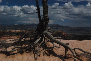 Weathered Tree Bryce Canyon