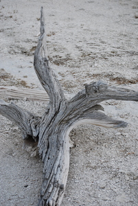 Driftwood Oregon Coast-2