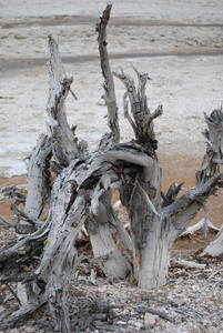 Driftwood Oregon Coast-1