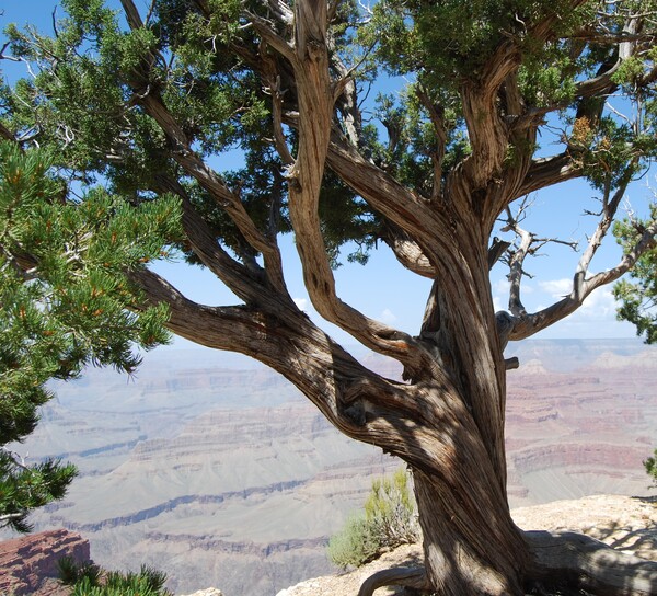Grand Canyon-2 by Peter DiFranco