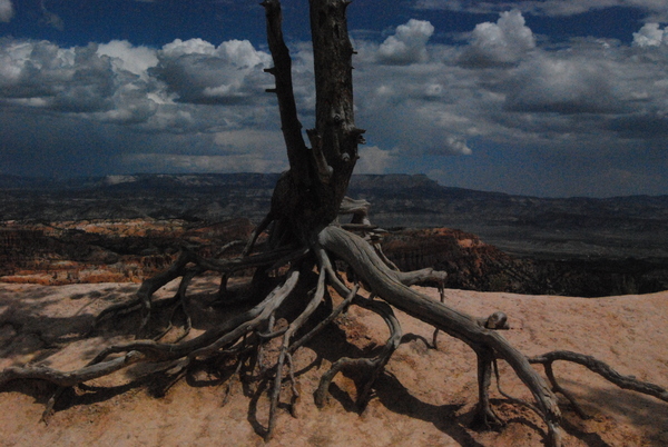 Weathered Tree Bryce Canyon Print