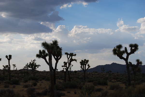 Joshua Trees Print