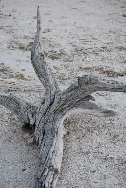 Driftwood Oregon Coast-2 by Peter DiFranco