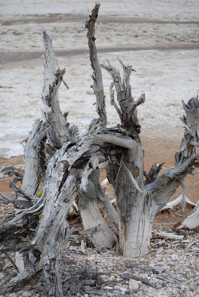 Driftwood Oregon Coast-1 by Peter DiFranco