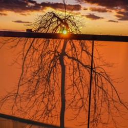 Broken Tree