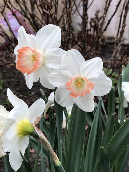 Garden Flowers Multiple 27 by Diana Samir Bayoumi