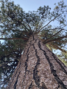 Mighty Mighty Mother Nature