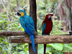 Macaws