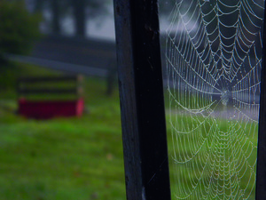 Morning Dew