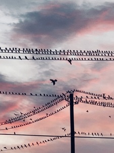 Birds on a Wire