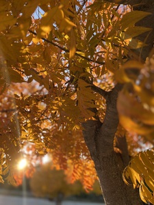 Autumn in Texas