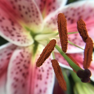 Stargazer Lilly