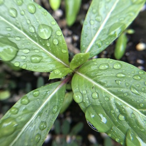 Rain Drops