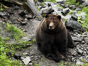 Alaskan Bear