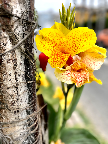 Peruvian Canna 40x53 by Designer Becky