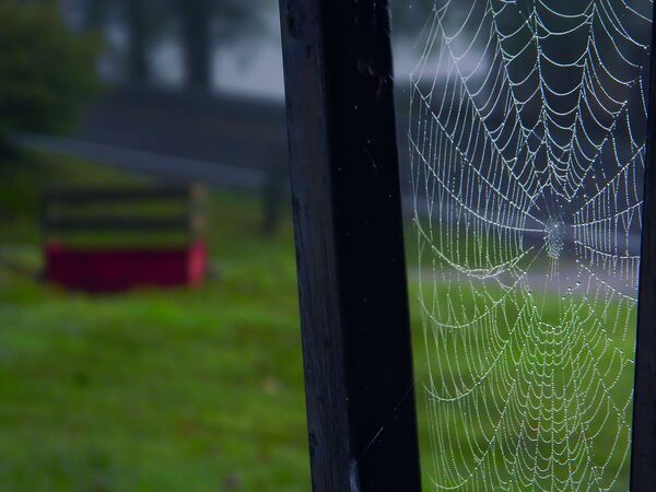 Spiderweb 1723735800417 by Designer Becky