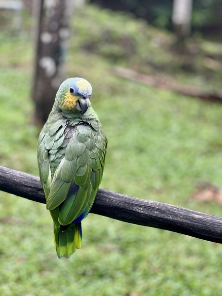 Beautiful Bird Print