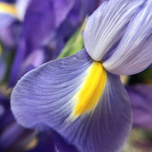 Iris Print