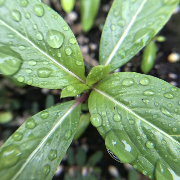 Rain Drops Print