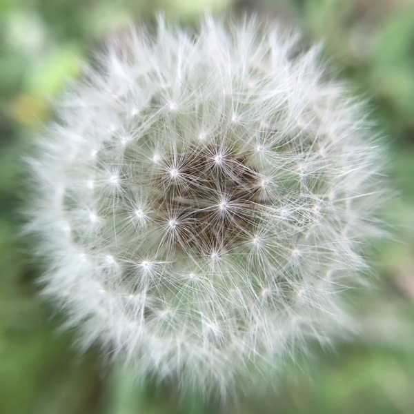 Dandelion Print