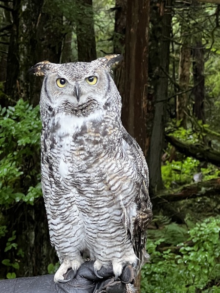Owl Print