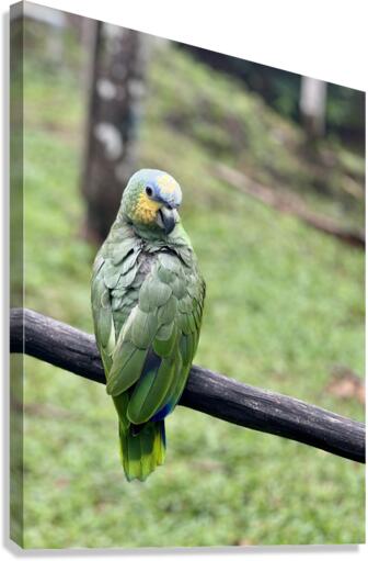 Beautiful Bird Canvas Print