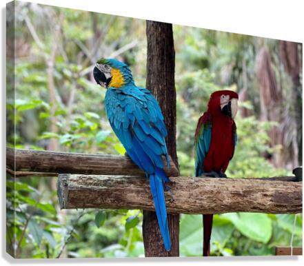Macaws Canvas Print
