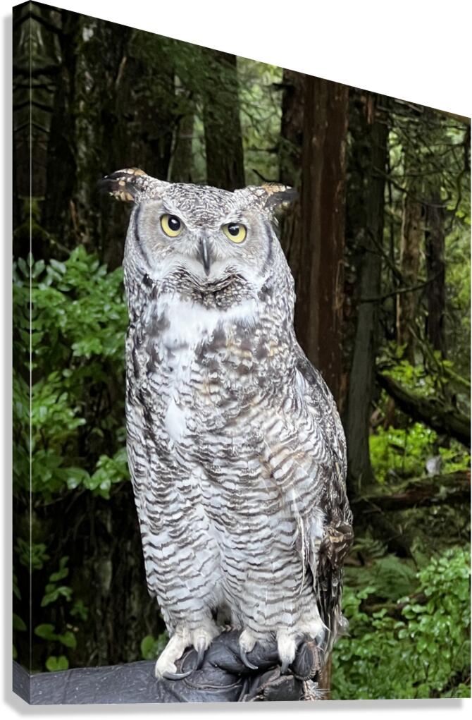 Owl Canvas Print