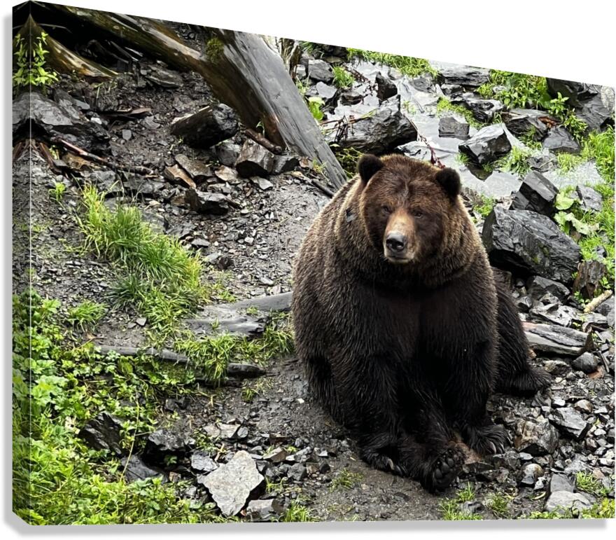 Alaskan Bear Canvas Print