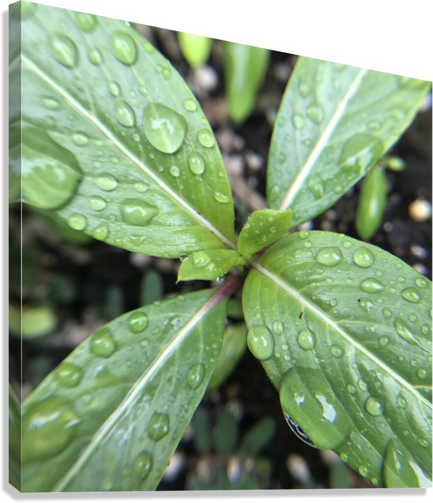 Rain Drops Canvas Print