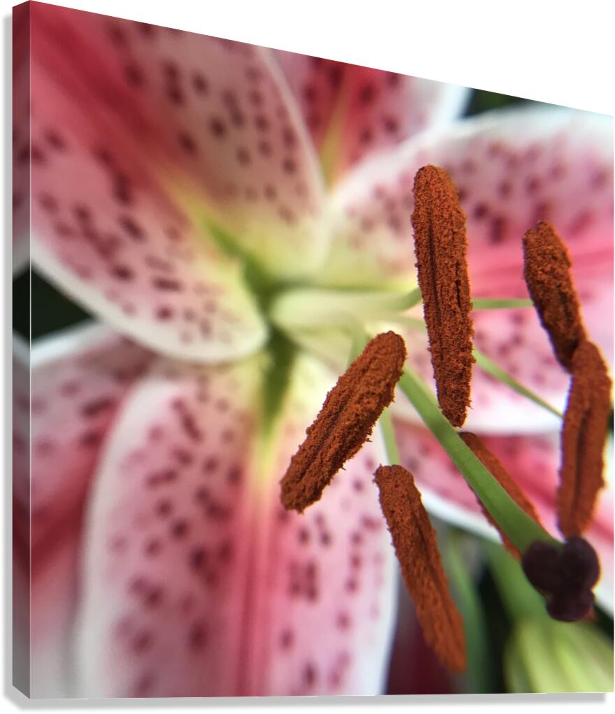Stargazer Lilly Canvas Print