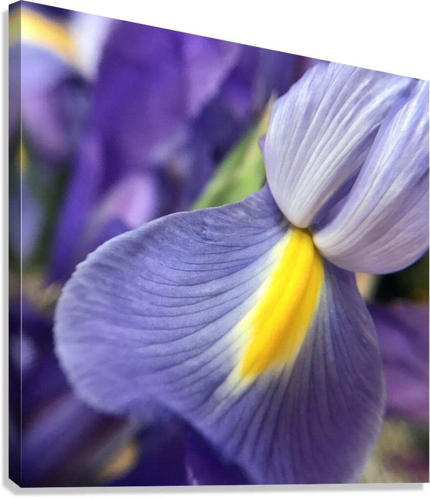 Iris Canvas Print