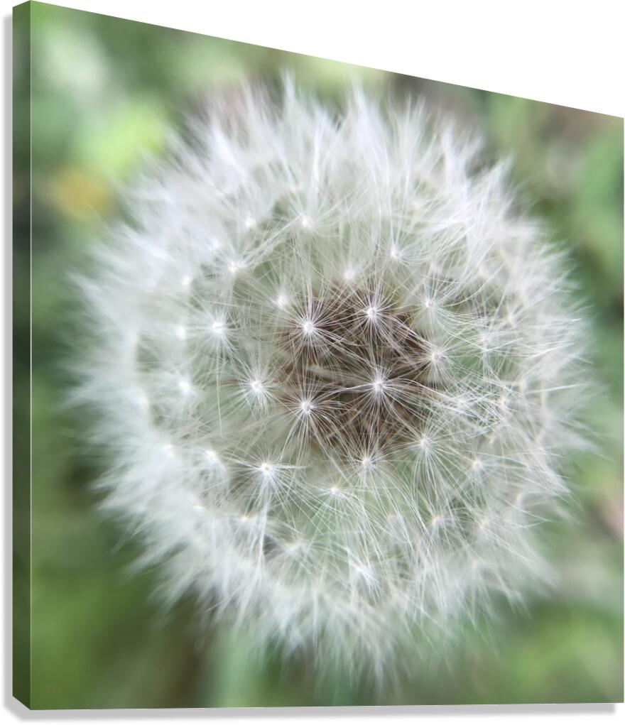 Dandelion Canvas Print