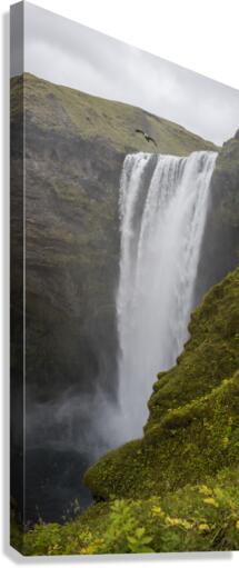 skogafoss seagull Canvas Print