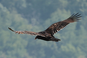 Vulture 1649E
