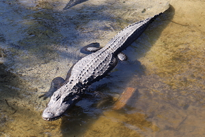 Gator 0971E