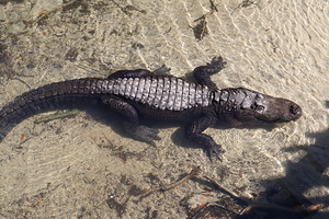 Gator 0974E