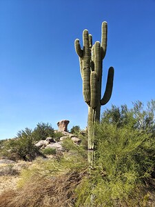 Cactus