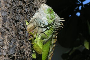 Iguana 1