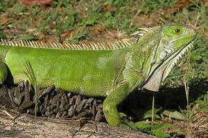 Iguana 2