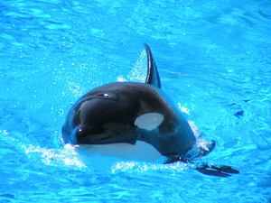 Killer Whale 1