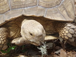 Tortise