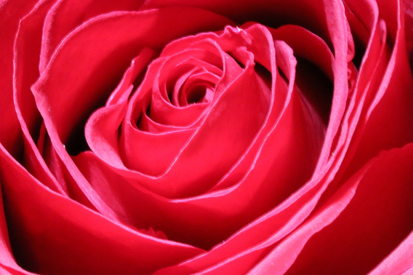 Rose 0202 Print