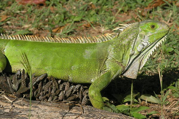 Iguana 2 Print