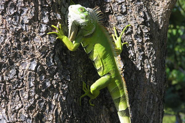 Iguana 3 Print