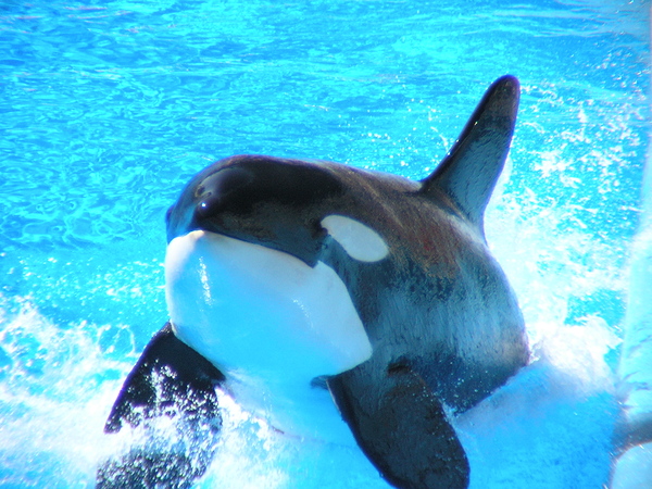 Killer Whale 2 Print