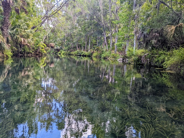 Silver Springs Print