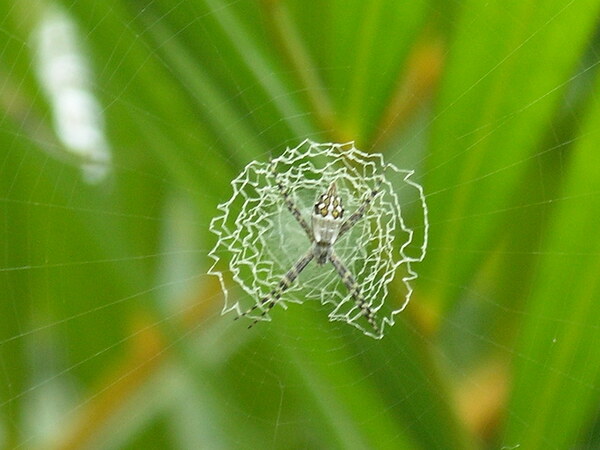 Spider Print