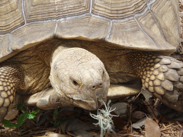 Tortise Print